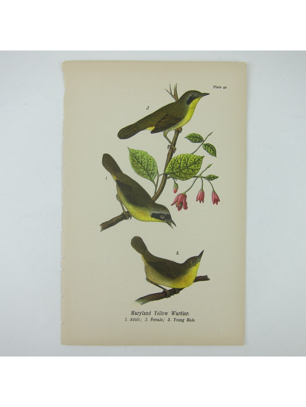 Bird Litho Print Maryland Yellow Warbler After John James Audubon Antique 1890